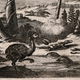Image for article titled I Am a Doctor Too, and I Say Birds, Lizards, and Dinosaurs Are the Same Creature